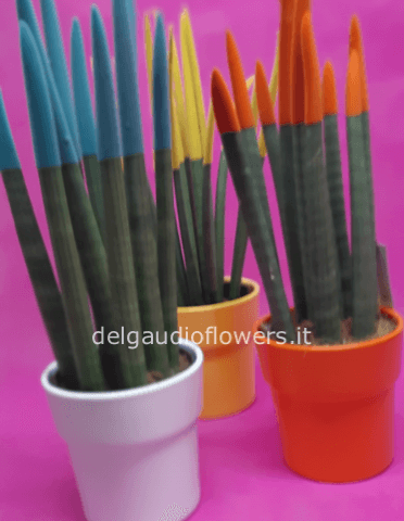 Pianta SANSEVIERIA Vari Colori top line velvet touchz