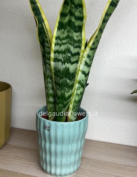 Sansevieria in ceramica vari colori