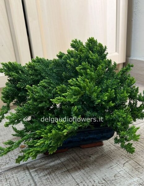 Bonsai di ginepro