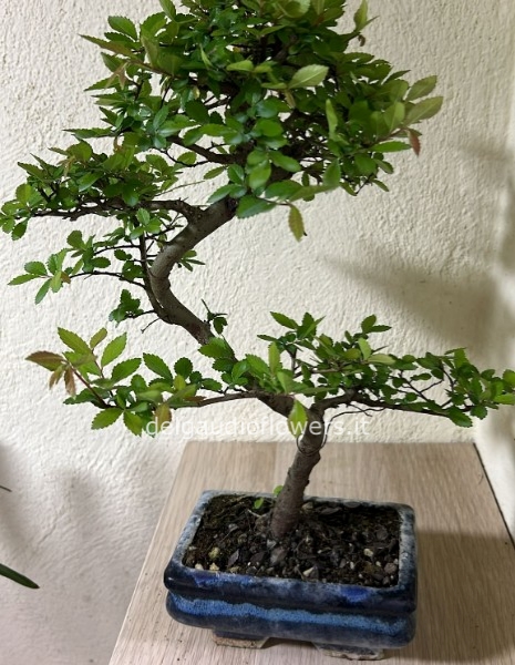 Bonsai di Zelkova a S