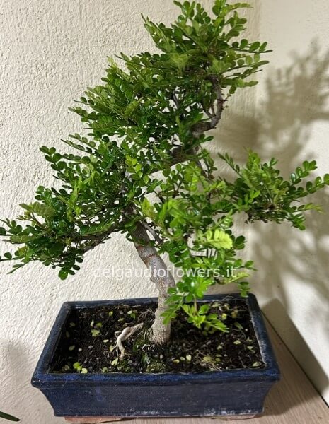 Bonsai di pepe a S