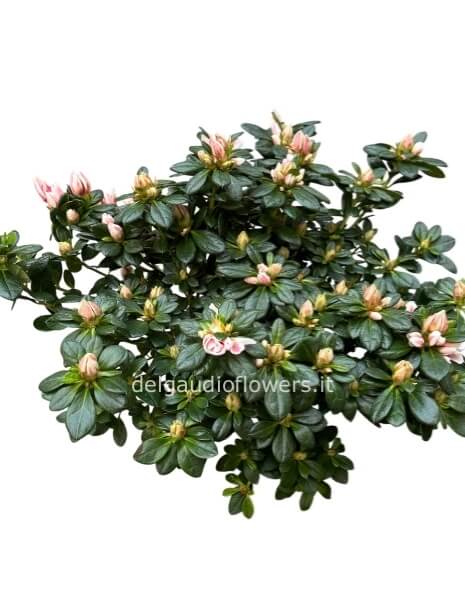 Azalea V14 bicolore