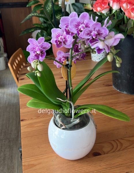 Mini Phalaenopsis con ceramica