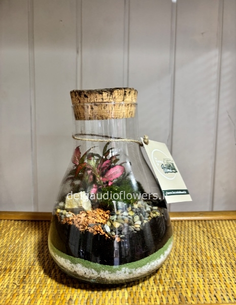 Terrarium forza